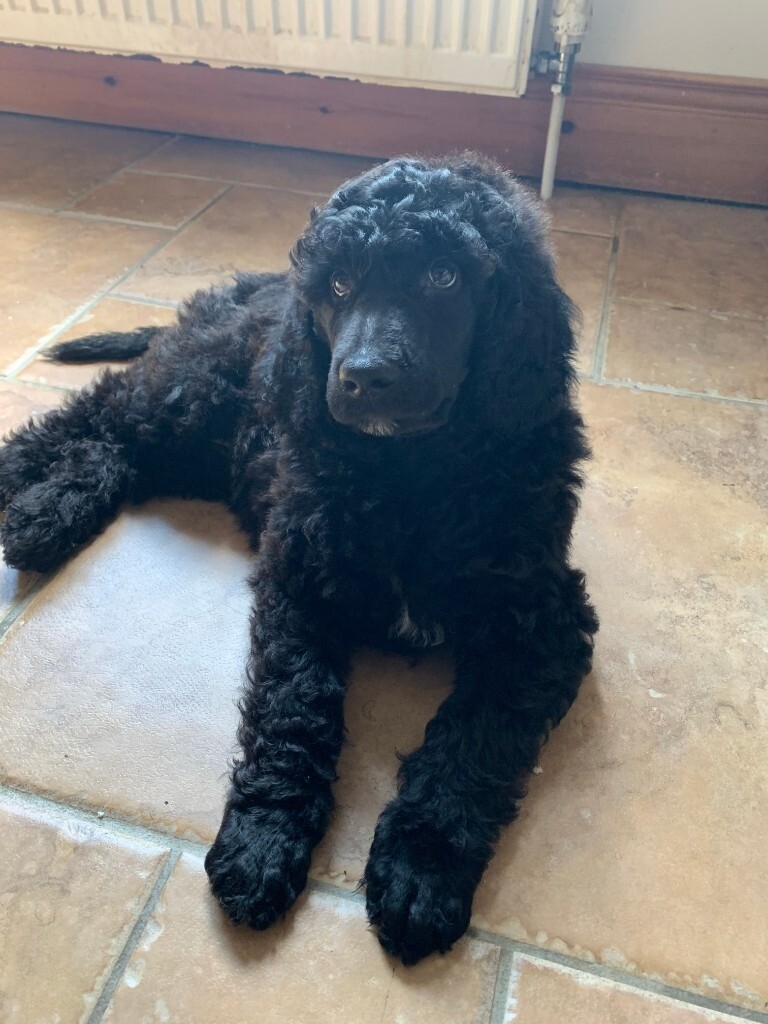 rope tug toys for dogs